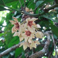 Kola Nut (Cola nitida)