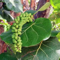 Seagrape (Coccoloba uvifera)