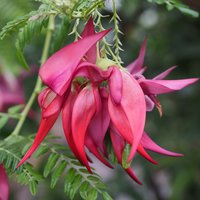 Kaka Beak (Clianthus puniceus)