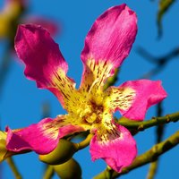 Silk Floss Tree (Ceiba speciosa)