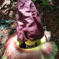 Elephant Yam (Amorphophallus paeoniifolius)