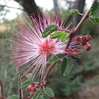 Fairy Duster (Calliandra eriophylla)