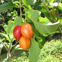 Peanut Butter Tree (Bunchosia argentea)