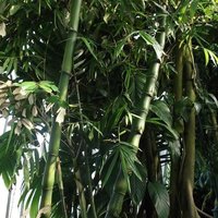 Buddha's Belly Bamboo (Bambusa ventricosa)