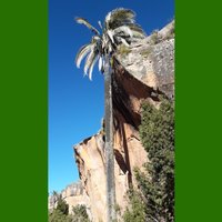 Bolivian Mountain Coconut (Parajubaea torallyi var. microcarpa) 