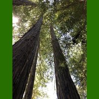 Coastal Redwood (Sequoia sempervirens)