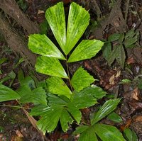 Fishtail Palm (Caryota mitis)