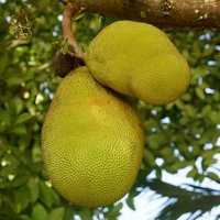 Jackfruit (Artocarpus heterophyllus)
