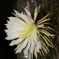 Queen of the Night (Selenicereus grandiflorus)
