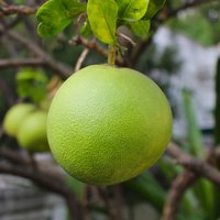 Pomelo (Citrus maxima)