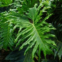 Tree Philodendron (Thaumatophyllum bipinnatifidum)