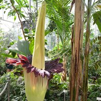 Titan arum (Amorphophallus titanum)