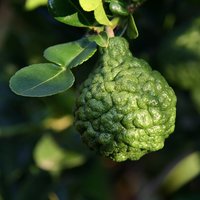 Kaffir Lime (Citrus hystrix)