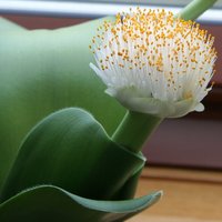Paintbrush (Haemanthus albiflos)