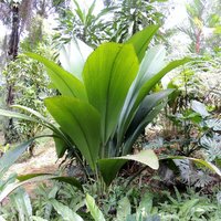 Joey Palm (Johannesteijsmannia altifrons)