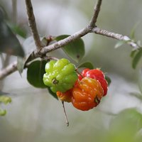 Suriname Cherry (Eugenia uniflora)