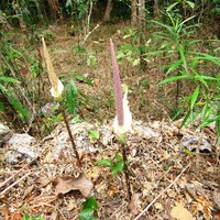 Aroid (Amorphophallus variabilis)
