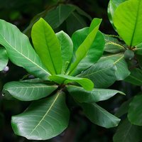 Indian Almond (Terminalia catappa)