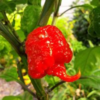 Carolina Reaper (Capsicum chinense 'Carolina Reaper')