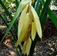 Benstonea (Benstonea thwaitesii)