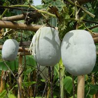 Wax gourd (Benincasa hispida)