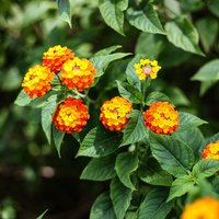 Common Lantana (Lantana camara)