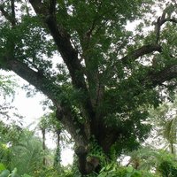 Mahogany (Swietenia mahagoni)