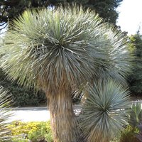 Beaked Yucca (Yucca rostrata)