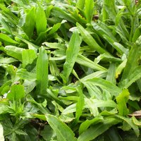 Mexican coriander (Eryngium foetidum)