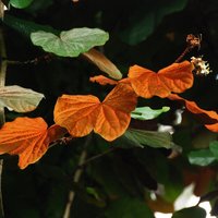 Goldleaf Bauhinia (Phanera aureifolia)