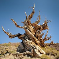 Bristlecone Pine (Pinus longaeva)