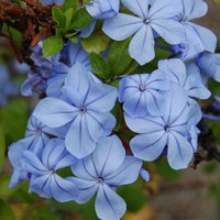 Cape leadwort (Plumbago auriculata)