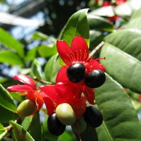 Mickey Mouse plant (Ochna thomasiana)