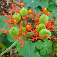 Buddha Belly Plant (Jatropha podagrica)