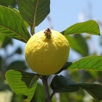 Guava (Psidium guajava)