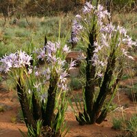 Black Stick Lily (Xerophyta retinervis)
