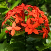 Jungle geranium (Ixora coccinea)