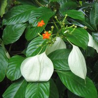 Dhobi tree (Mussaenda frondosa)