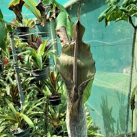 Aroid (Amorphophallus tenuistylis)