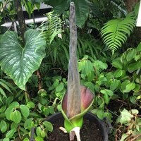 Aroid (Amorphophallus lambii)