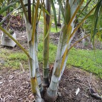 Sand Palm (Dypsis arenarum)