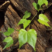 Climbing Orchid Tree (Lasiobema scandens)