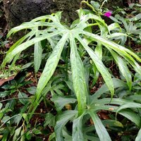Finger Anthurium (Anthurium pedatoradiatum)