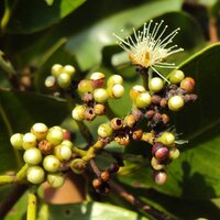 South Indian Plum (Syzygium caryophyllatum)