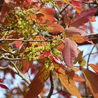 Kusum Tree (Schleichera oleosa)