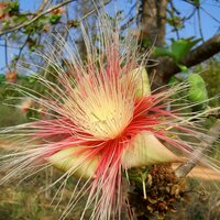 Kumbhi Tree (Careya arborea)