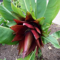 Kluay Pa Banana (Ensete sp. 'Kluay Pa')