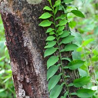 Climbing aroid (Pothos scandens)