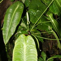 King Anthurium (Anthurium veitchii)