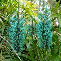 Unusual tropical plants - Onszaden